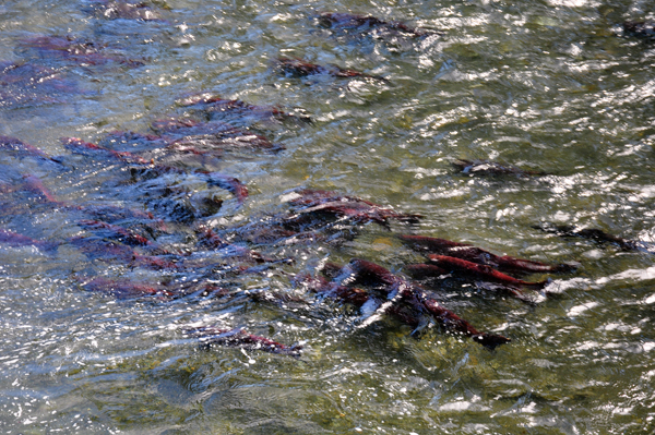 fish at Fish Creek